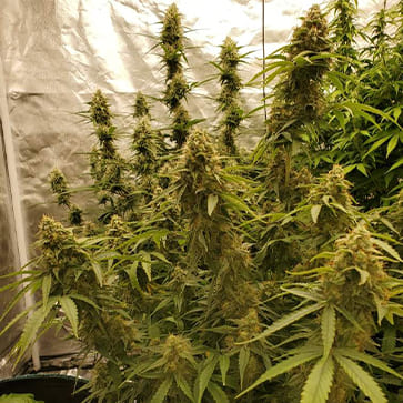 Семена конопли Auto White Prussian Feminised